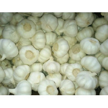 Golden Supplier of Pure White Garlic in 10kg Carton